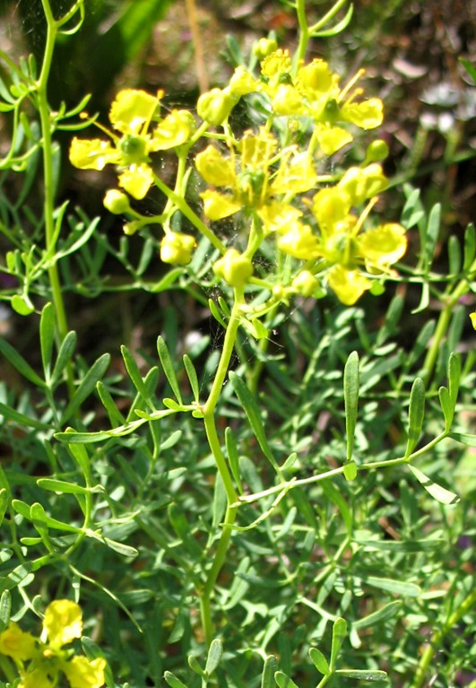 Ruta graveolens / Ruta comune